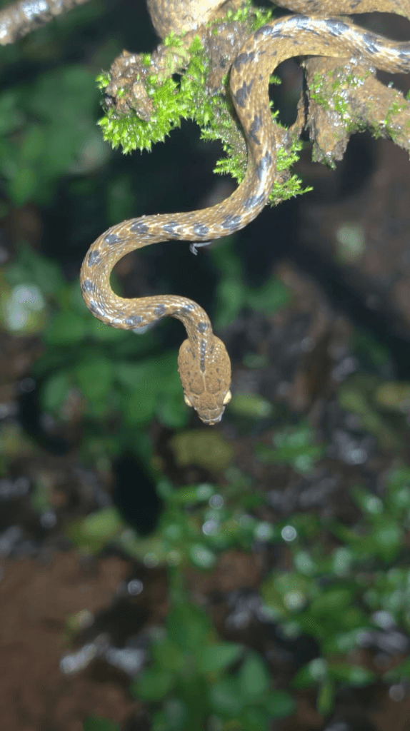 Chandoli photo 21