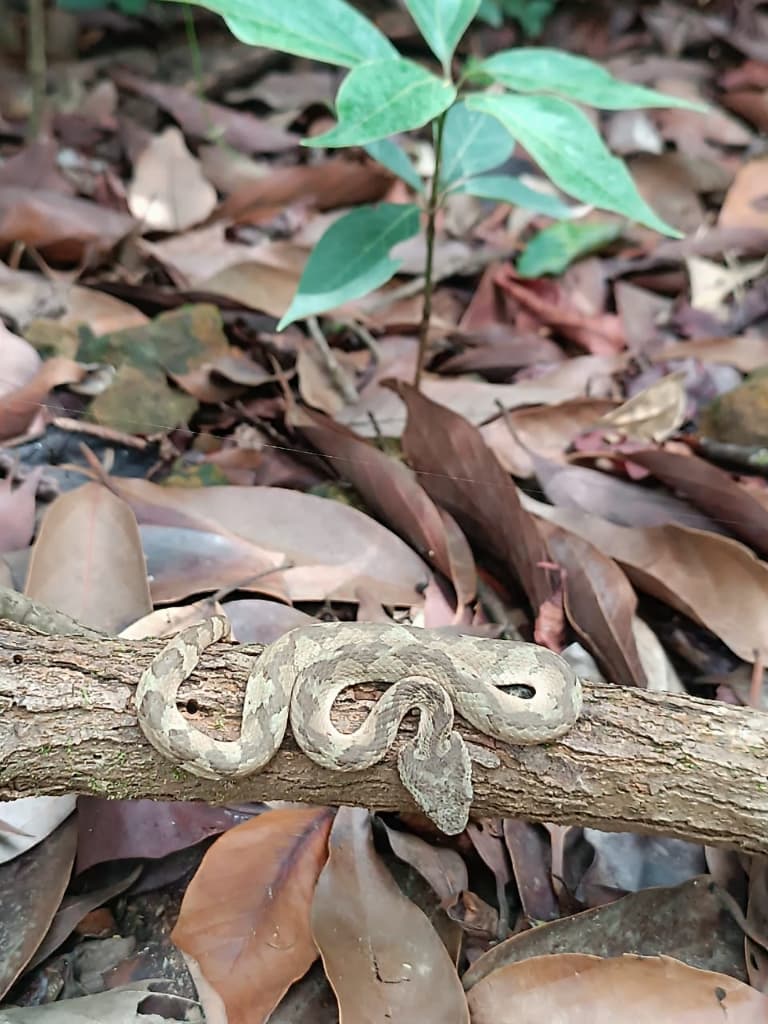 Chandoli photo 16