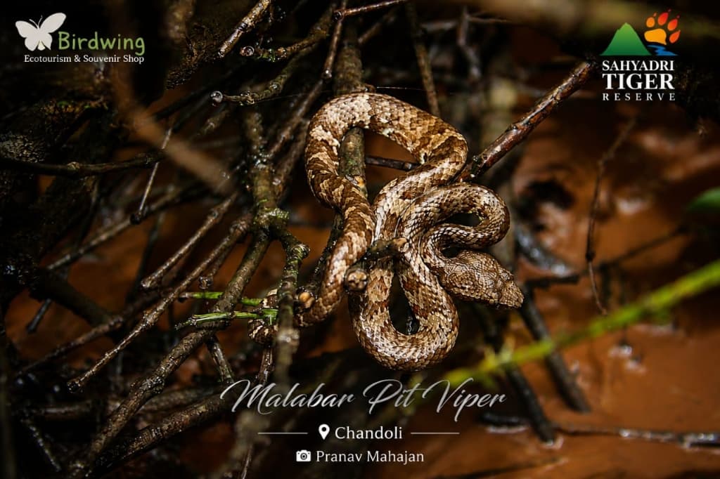 Chandoli photo 10