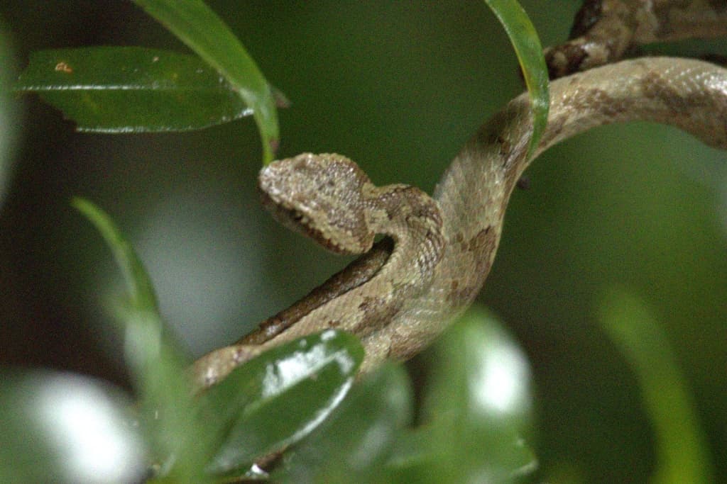 Chandoli photo 18