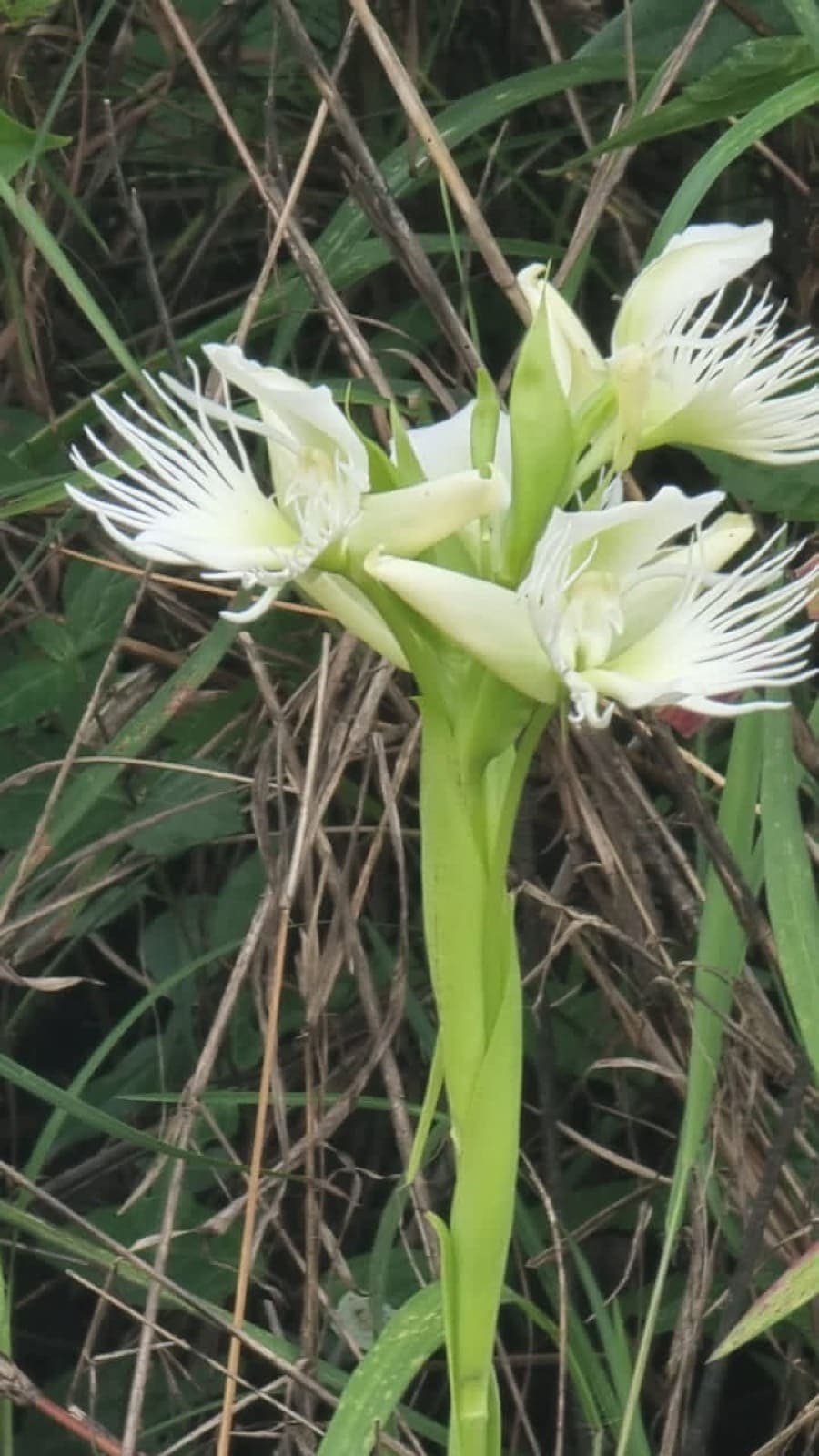 Udgiri Plateau Photos 2