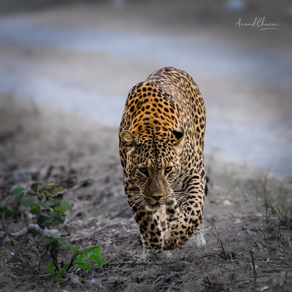 Chandoli photo 1