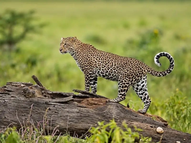 Indian Leopard in Chandoli National Park Western Ghats
