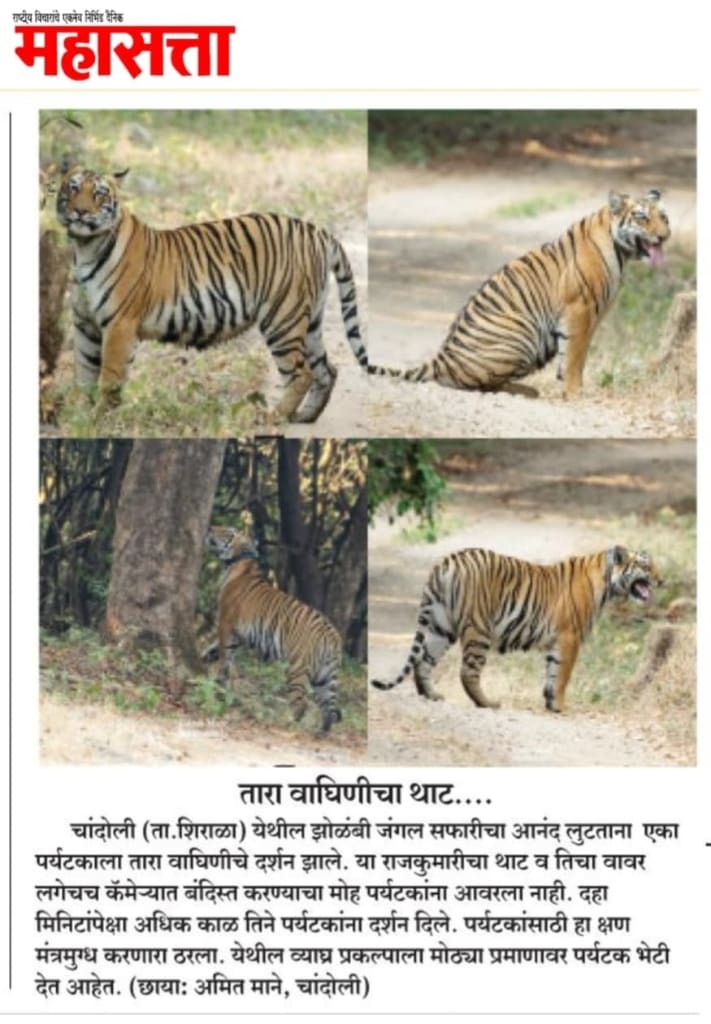 Tara tigress sighting report