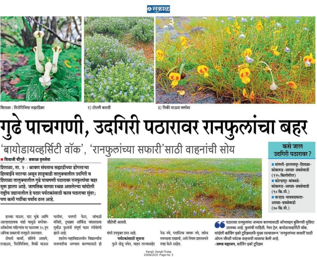 Wildflowers across the Udangiri plateau